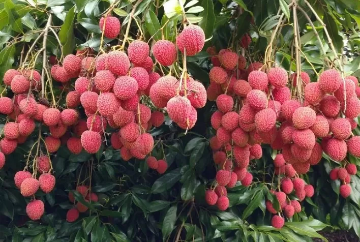 Frutas paranaenses ganham mercado internacional