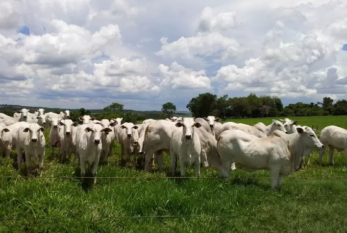Cotação da arroba do boi e da vaca aumenta em Mato Grosso