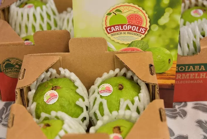 Fruticultores de Carlópolis exportam até 5 toneladas de goiaba com IG por semana