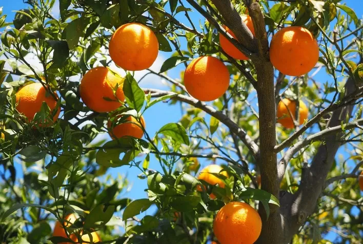 Laranja Valência, da Califórnia, pode ter queda em 2022