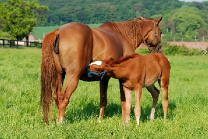 Como reconhecer que seu cavalo é um bom garanhão?