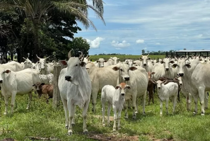 Escassez de pastagem leva produtores ao descarte de vacas em plena produtividade