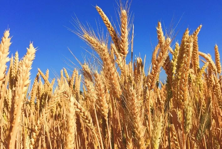 Rússia e Ucrânia representam 26% do comércio mundial de trigo e 59% da exportação global de óleo de girassol, aponta CIAL