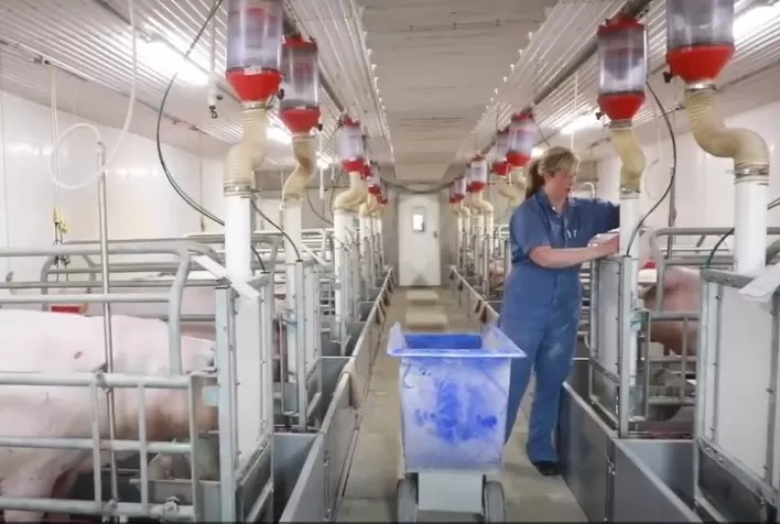 Alimentação eletrônica pode melhorar engorda e procriação de suínos