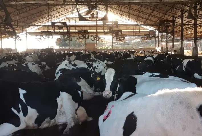 Eficaz para a saúde humana, penicilina também é essencial para a pecuária de corte e leite