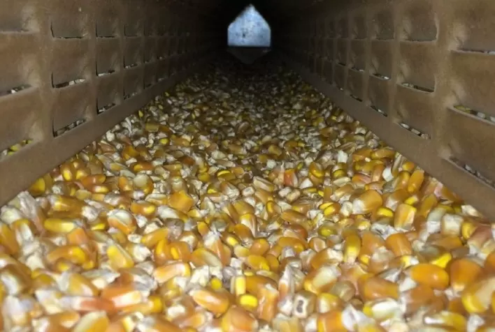 Inovação no pós-colheita: Equipamento de secagem de grãos surpreende produtores de milho em Minas Gerais