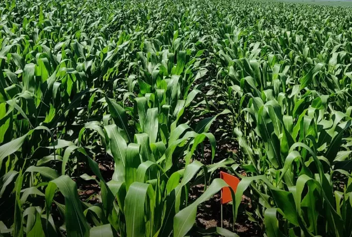 Saiba como driblar as previsões climáticas e a escassez de insumos que podem afetar a safrinha do milho