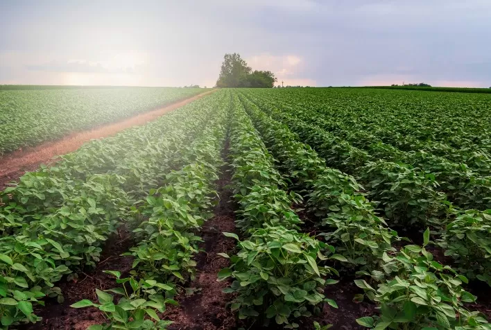 Sustentáveis, biofertilizantes geram plantas mais resistentes ao estresse e incrementam produtividade