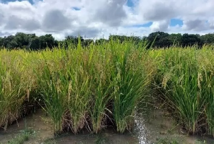 Embrapa testa novas cultivares de arroz irrigado para Roraima