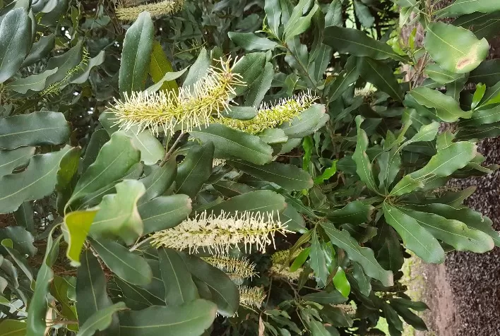 Cultivares de macadâmia mais tolerantes é estratégia para o manejo do tripes