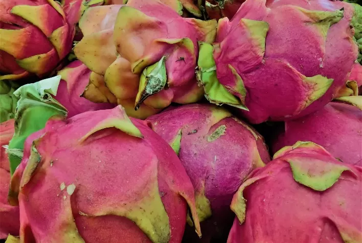 Cultivo de pitaya promete bons resultados para casal de produtores que migraram do meio urbano