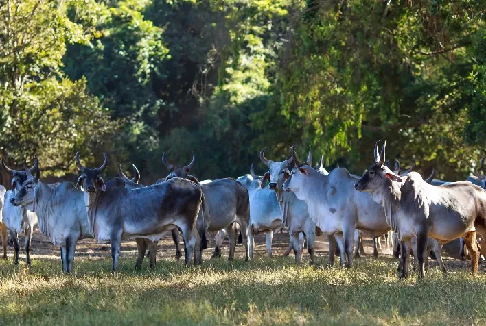 Pequena no tamanho e gigante no prejuízo: mosca-dos-chifres aterroriza os pecuaristas brasileiros