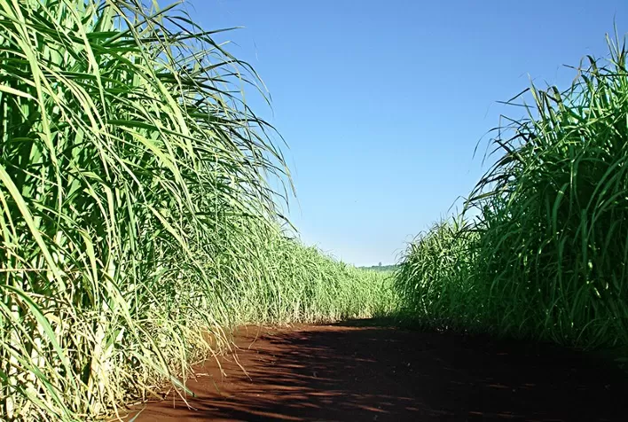 Cana: Safra 2021/22 deve ser de 568,4 mi de t, -13,2% do que safra anterior