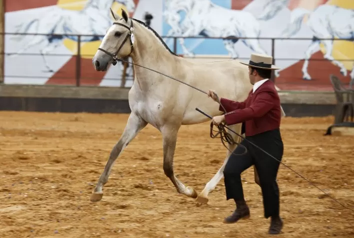 40ª Expo Internacional do Cavalo Lusitano acontece no Guarujá