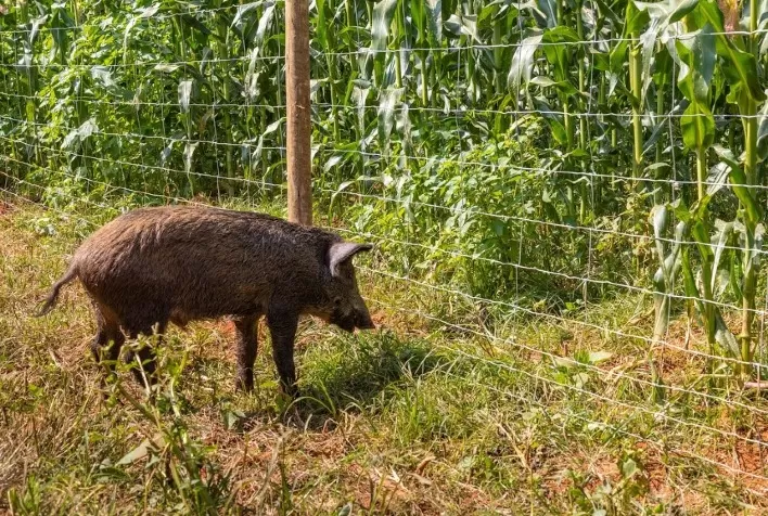 Belgo Bekaert leva à Tecnoshow Comigo 2022 novas tecnologias para proteção de propriedades contra javalis e demais animais silvestres