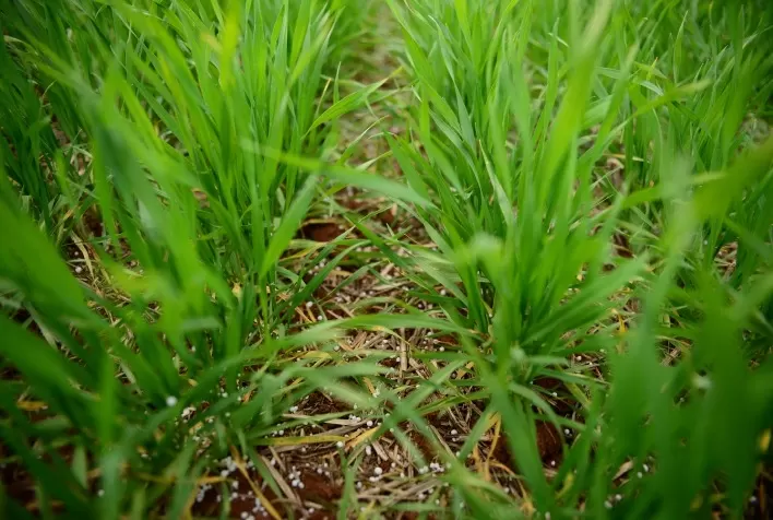 Acesso do agricultor a produto de fixação de nitrogênio desenvolvido a partir de microrganismos se expande globalmente