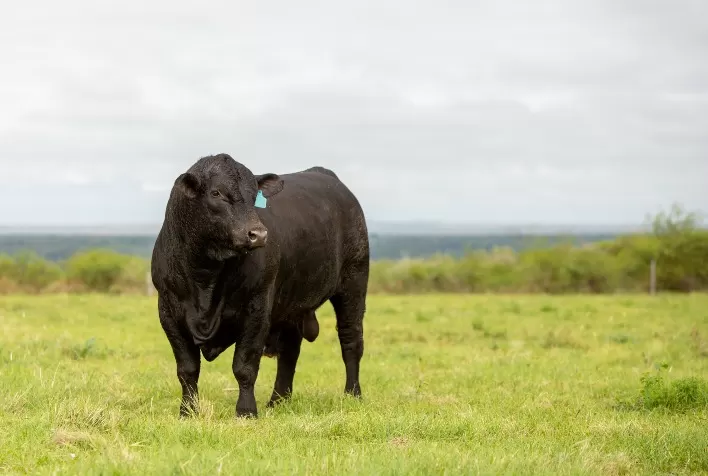 Brasil exporta primeiras doses de sêmen Ultrablack para o Paraguai