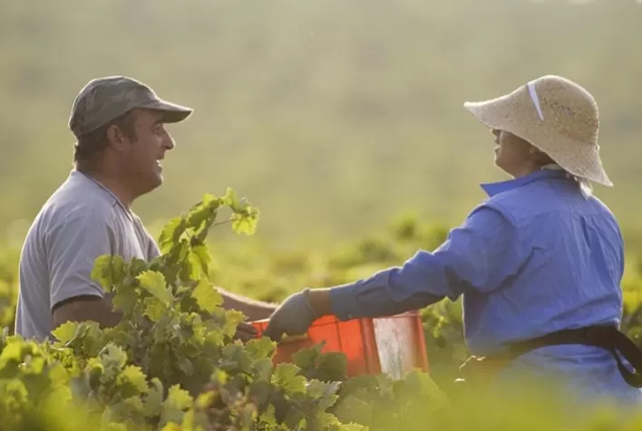 Agropecuária gera o dobro de emprego no ano e puxa índice de vagas em MS