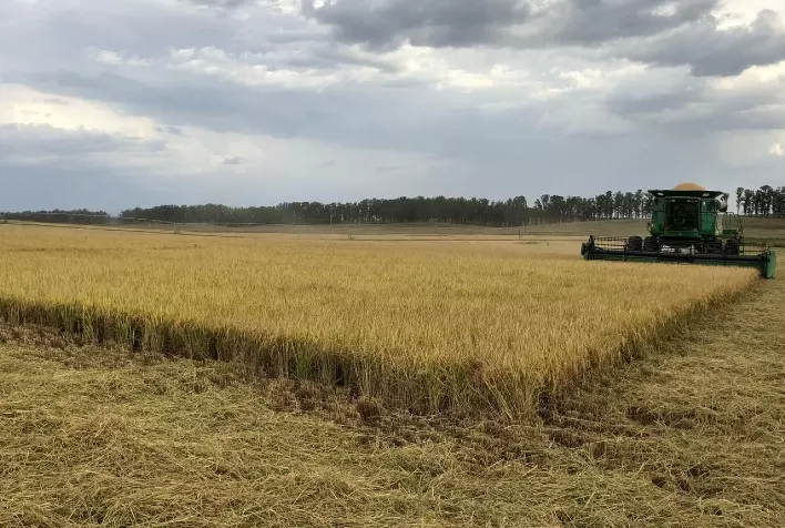 Colheita do arroz perto dos 60% no RS
