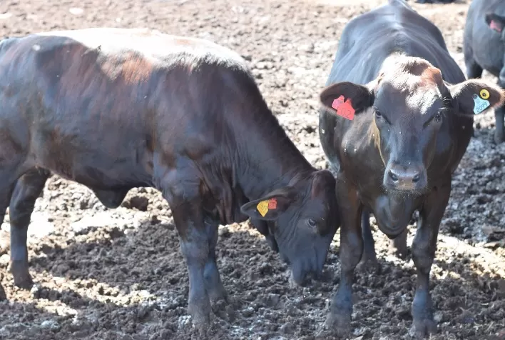 Expansão de projeto garante melhoramento genético e lucratividade para produtores leiteiros