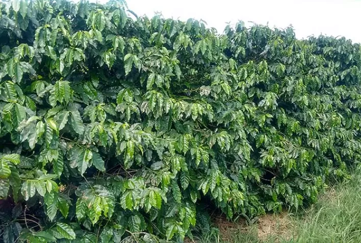Pesquisa busca genes de resistência à "ferrugem do cafeeiro".
