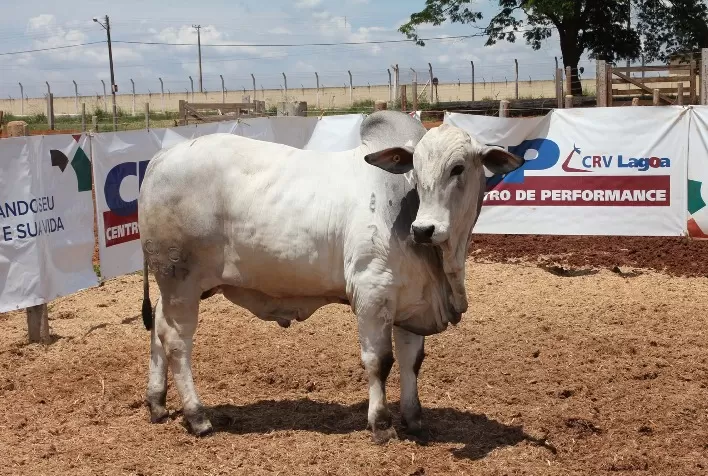 Com embriões, pecuária encurta salto geracional dos rebanhos e aumenta produtividade