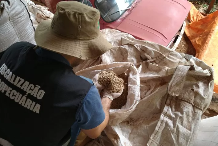 Agricultura impede que mais de 750 toneladas de grãos sejam comercializadas como sementes
