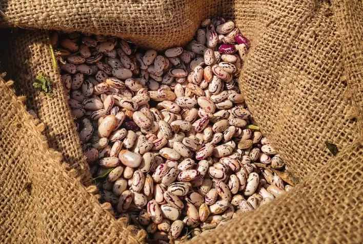 Pesquisadores da Secretaria da Agricultura lançam nova cultivar de feijão
