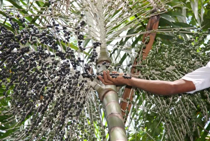 BIOECONOMIA: Mapa seleciona projetos para fortalecer produtos e serviços da sociobiodiversidade na Amazônia Legal