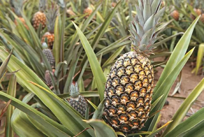Preços de insumos utilizados no cultivo de abacaxi e cacau são atualizados no Pará
