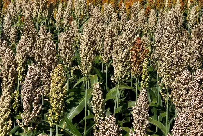 Cada vez mais estratégica, produção de sorgo é destaque em Goiás