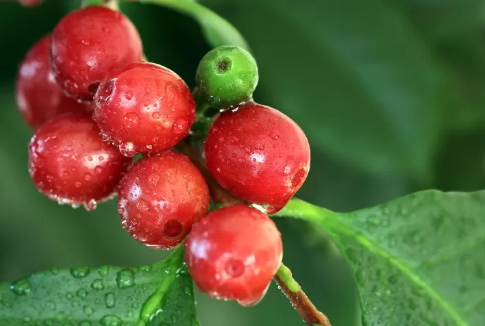 Efeitos da guerra na cafeicultura: demanda ucraniana será parcialmente transferida a países vizinhos