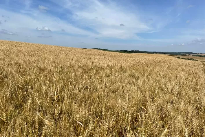 Safra do trigo: saiba como superar os desafios do cultivo no inverno e aproveitar a alta demanda pelo cereal