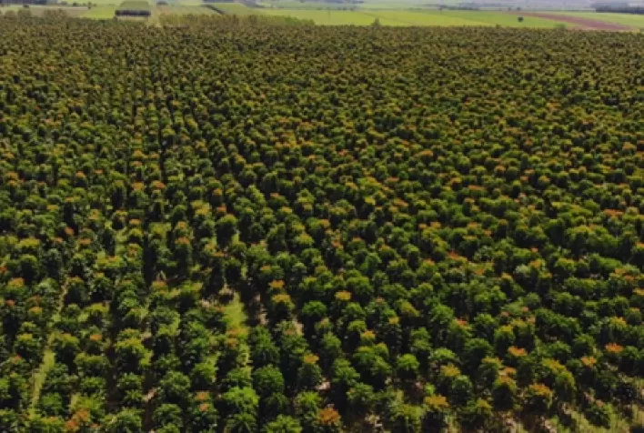 Florestas plantadas movimentam bilhões e estão em plena expansão no Brasil