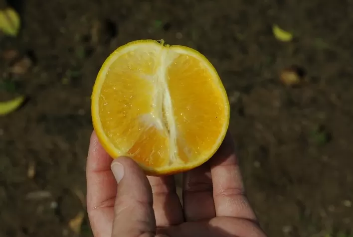 Aumenta o número de infecções por greening no Brasil