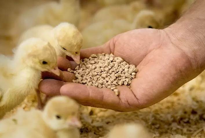 BASF e Cargill ampliam parceria para desenvolver e comercializar soluções inovadoras à base de enzimas para a indústria de alimentação animal