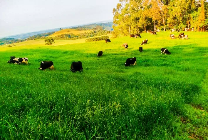 Capacitação em pastagens está de volta a Campo Grande (MS)