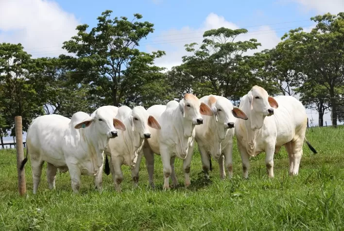 Brasil exportará animais Brahman para o Camboja