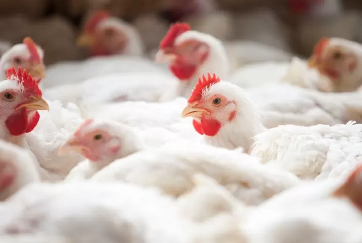 Desempenho do frango (vivo e abatido) na 14ª semana de 2022, segunda do mês de abril