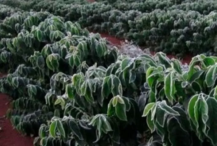 Café resistente ao frio: pesquisa da UFLA utiliza selênio para proteger contra geadas e baixas temperaturas