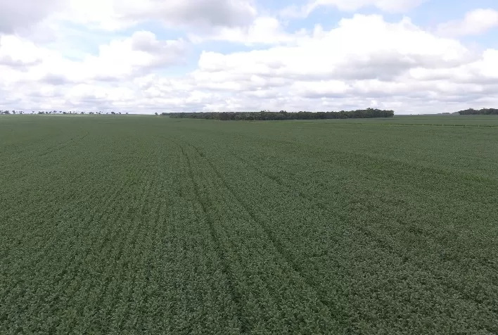 Corteva Agriscience lança herbicida Paxeo® com molécula inovadora para controle de plantas daninhas na soja