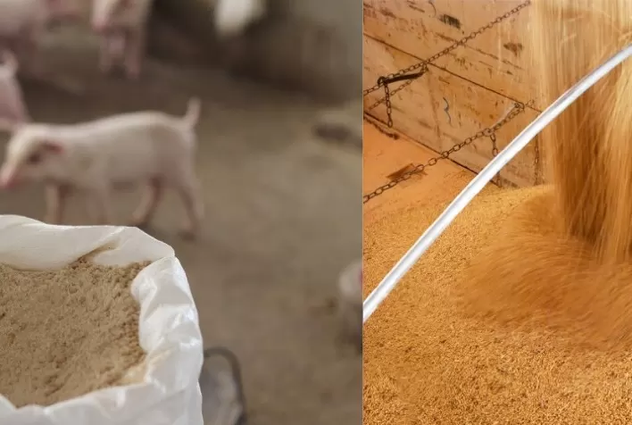 Em busca de produção eficiente, nutrição de precisão ganha cada vez mais espaço na cadeia de proteínas animais