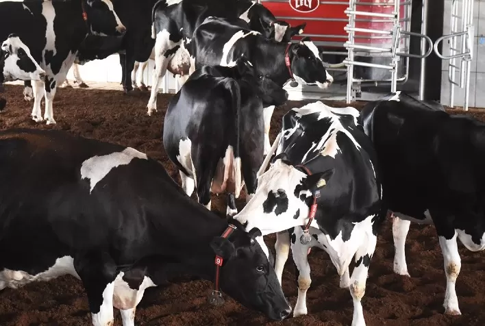 Produtor de leite explica como aderiu à ordenha robotizada após entender que "cada animal é uma empresa"