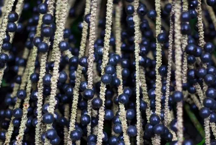 Sustentabilidade e tecnologia são as premissas na produção de açaí do Grupo Zeppone