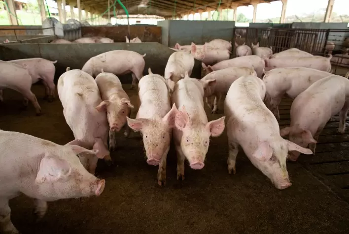 Suíno vivo mostra possibilidade de reajuste no curto prazo