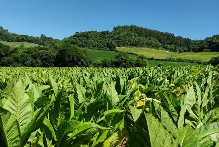 Secretaria da Agricultura finaliza o monitoramento de pragas na cultura do tabaco na safra 21/22