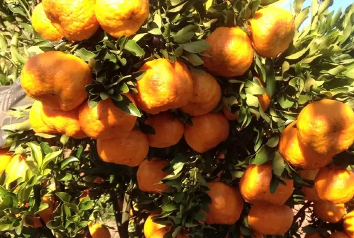 Greening e sistema de rastreamento de vegetais são temas do Frutifica Minas em Delfim Moreira, no Sul de Minas