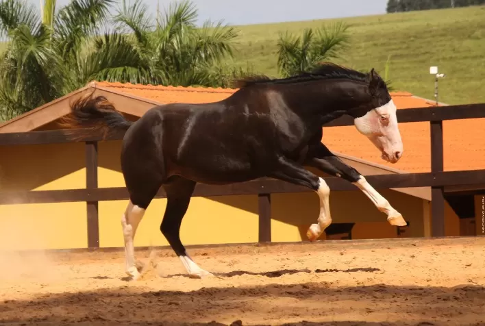 Pelagens de cavalos e suas inúmeras variações