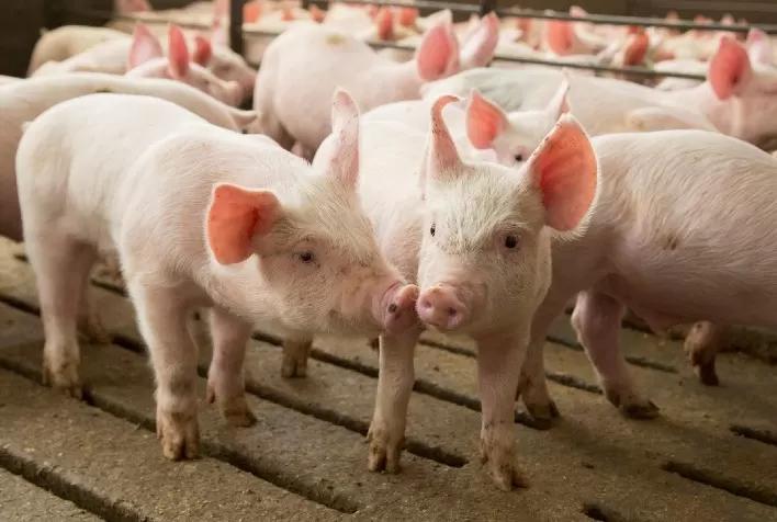 Governo de Mato Grosso busca alternativa para desoneração do setor de suínos