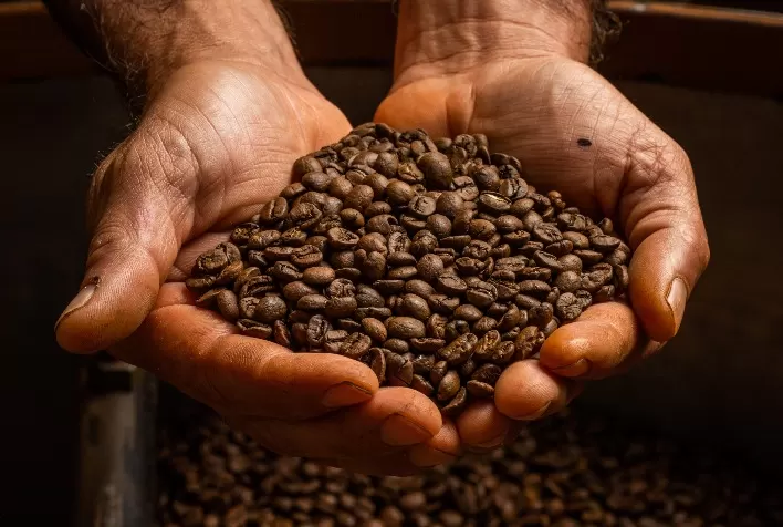 Fungos podem causar perdas de até 50% da produção de café